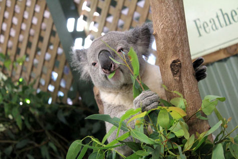 Featherdale Wildlife Park, Sydney, Australia