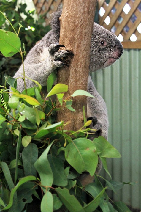 Featherdale Wildlife Park, Sydney, Australia