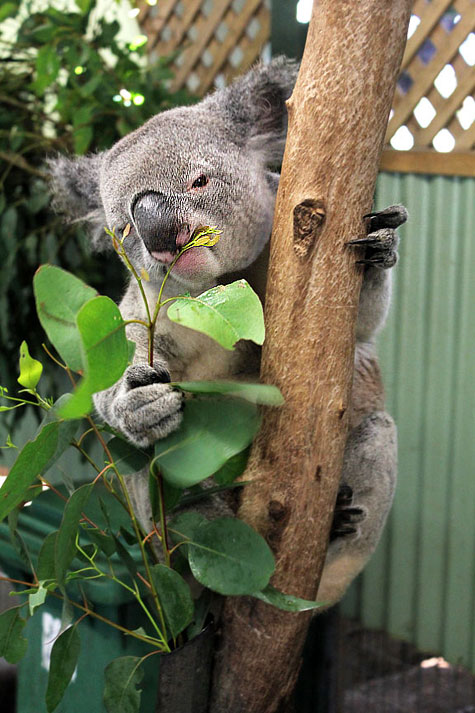 Featherdale Wildlife Park, Sydney, Australia