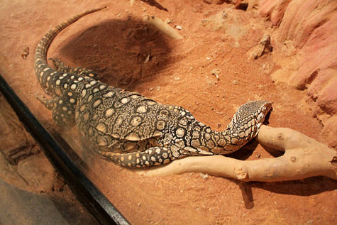 Featherdale Wildlife Park, Sydney, Australia