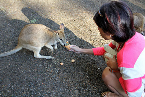 Featherdale Wildlife Park, Sydney, Australia