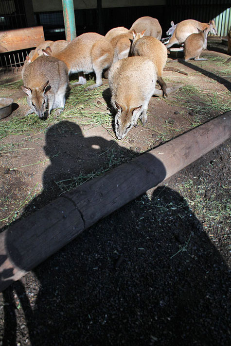 Featherdale Wildlife Park, Sydney, Australia