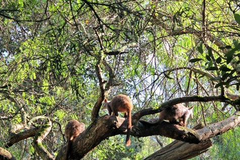 Featherdale Wildlife Park, Sydney, Australia