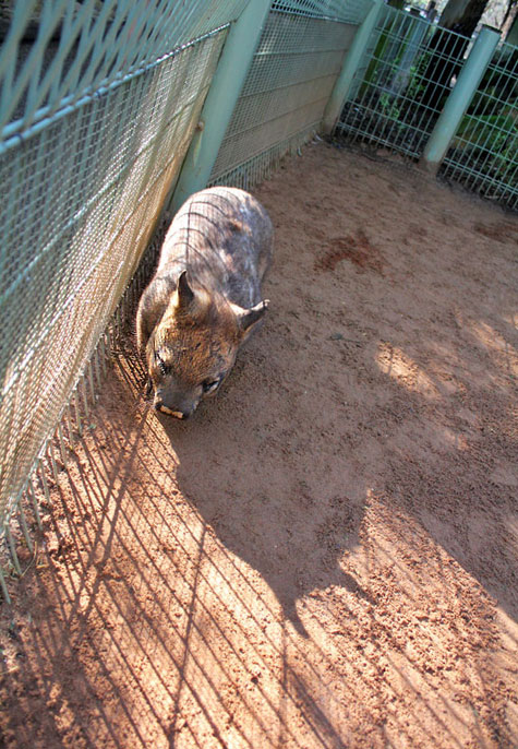 Featherdale Wildlife Park, Sydney, Australia