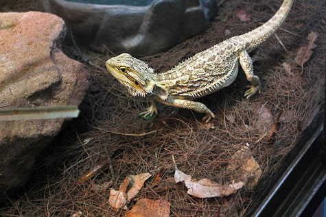 Taronga Zoo, Sydney, Australia