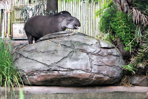 Taronga Zoo, Sydney, Australia