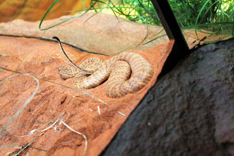 Taronga Zoo, Sydney, Australia