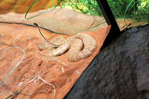 Taronga Zoo, Sydney, Australia