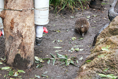 Taronga Zoo, Sydney, Australia