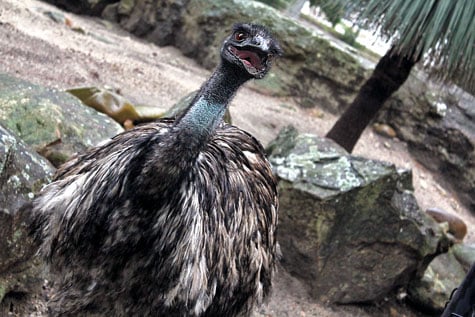 Taronga Zoo, Sydney, Australia