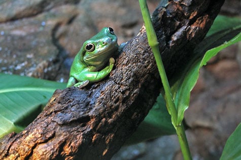 Taronga Zoo, Sydney, Australia