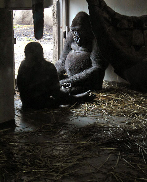 Taronga Zoo, Sydney, Australia