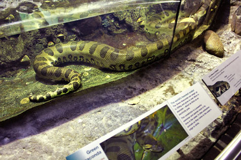 Taronga Zoo, Sydney, Australia