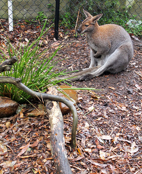 Taronga Zoo, Sydney, Australia