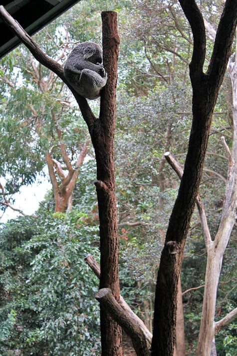 Taronga Zoo, Sydney, Australia