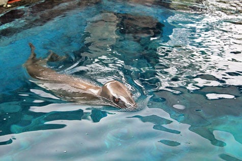 Taronga Zoo, Sydney, Australia