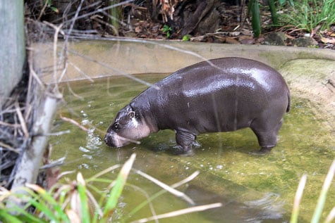 Taronga Zoo, Sydney, Australia