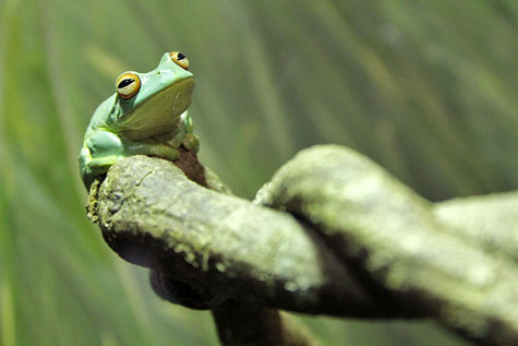 Taronga Zoo, Sydney, Australia