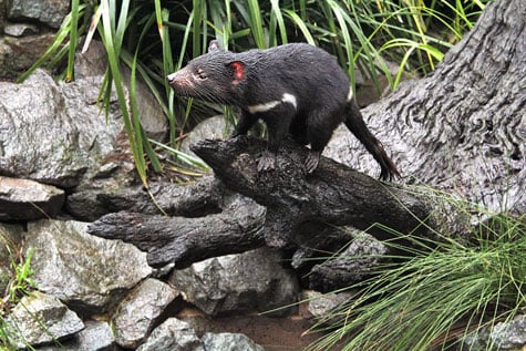 Taronga Zoo, Sydney, Australia