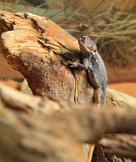 Taronga Zoo, Sydney, Australia