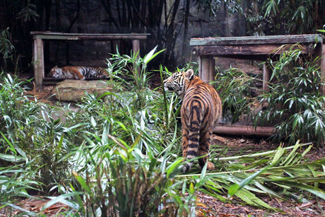 Taronga Zoo, Sydney, Australia