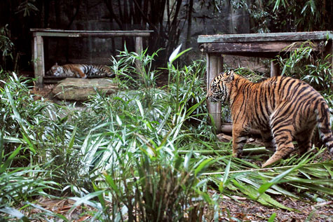 Taronga Zoo, Sydney, Australia