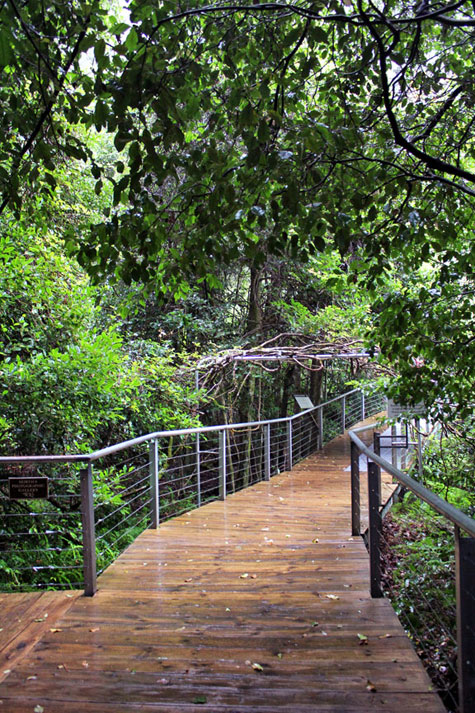 Walking along sturdy boardwalks in Blue Mountains