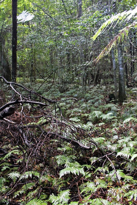 Enchanting forest views of Blue Mountains