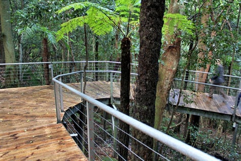 Boardwalk surrounded by forest in Blue Mountains