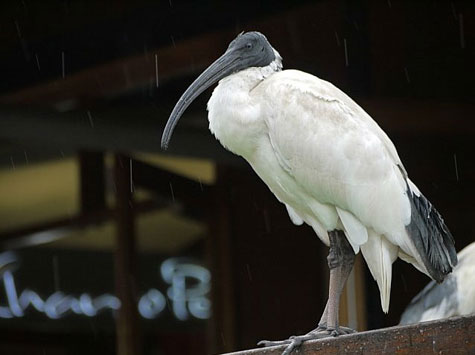 Taronga Zoo, Sydney, Australia