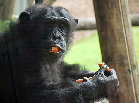 Taronga Zoo, Sydney, Australia