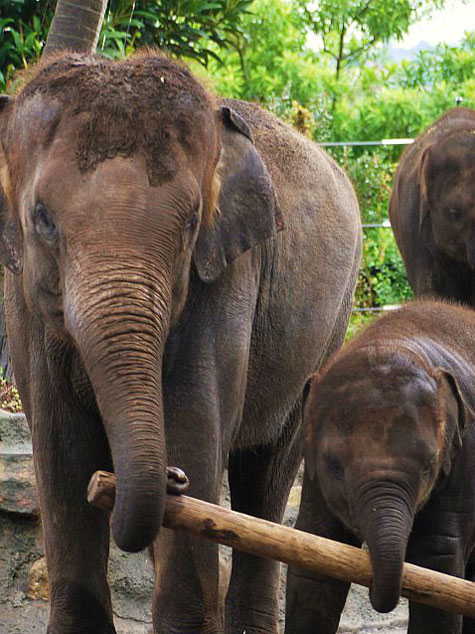 Taronga Zoo, Sydney, Australia