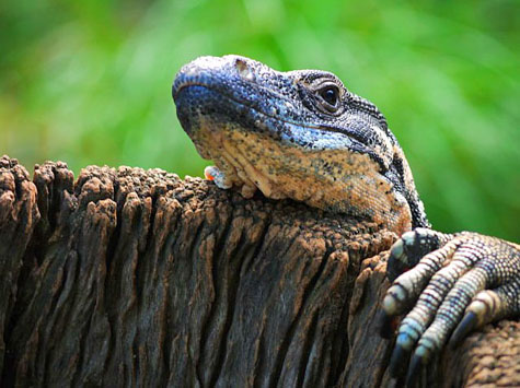 Featherdale Wildlife Park, Sydney, Australia