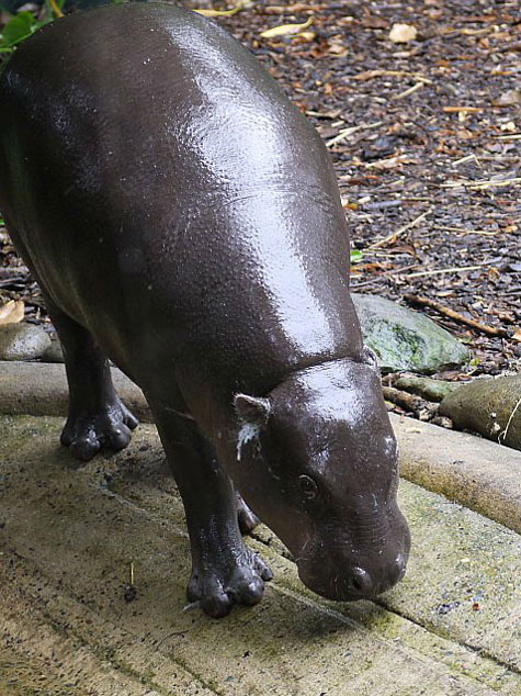 Taronga Zoo, Sydney, Australia