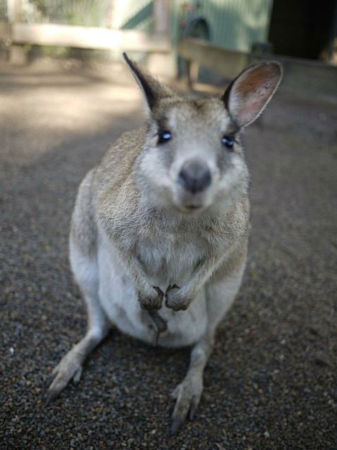 Featherdale Wildlife Park, Sydney, Australia