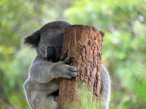 Taronga Zoo, Sydney, Australia