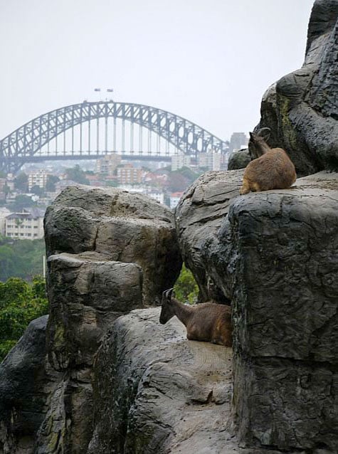 Taronga Zoo, Sydney, Australia