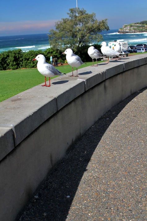 A flock of seagulls at Bondi Beach, Sydney, Australia