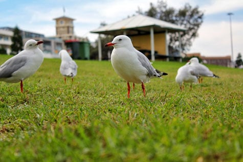 Close-up shot of seagulls