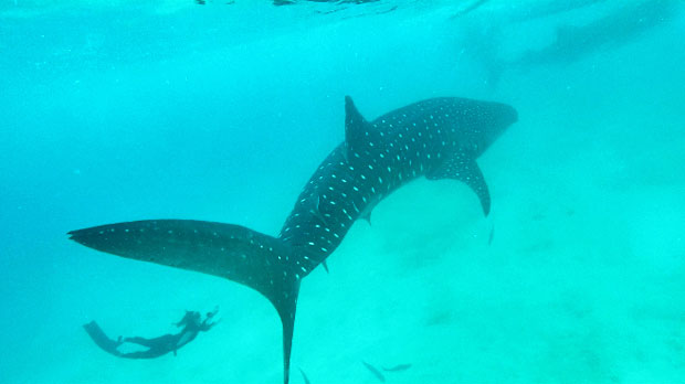 Swimming with the Whale Sharks in Oslob, Cebu, Philippines