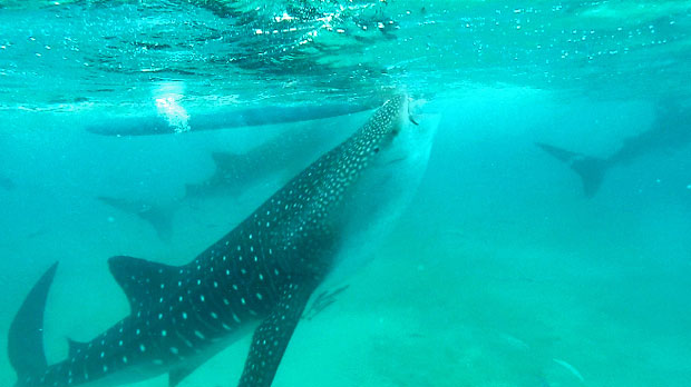 Swimming with the Whale Sharks in Oslob, Cebu, Philippines