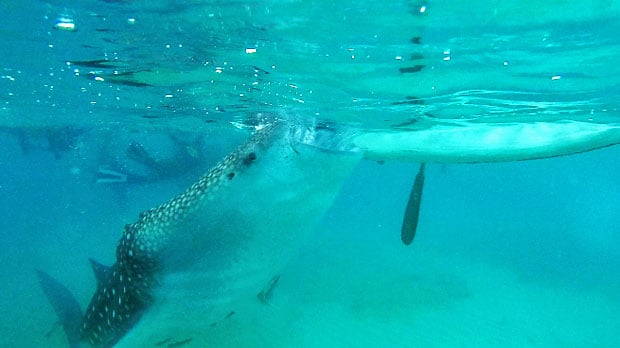 Swimming with the Whale Sharks in Oslob, Cebu, Philippines