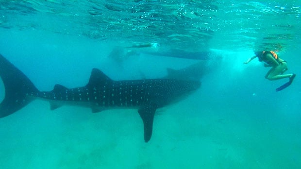 Swimming with the Whale Sharks in Oslob, Cebu, Philippines