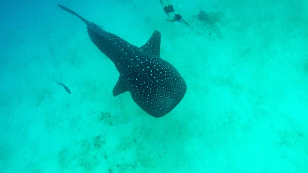 Swimming with the Whale Sharks in Oslob, Cebu, Philippines