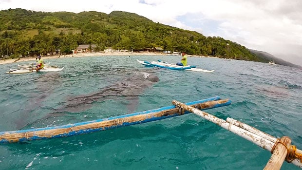 Swimming with the Whale Sharks in Oslob, Cebu, Philippines