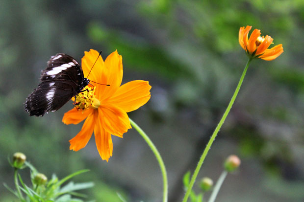 Eden Nature Park, Davao City