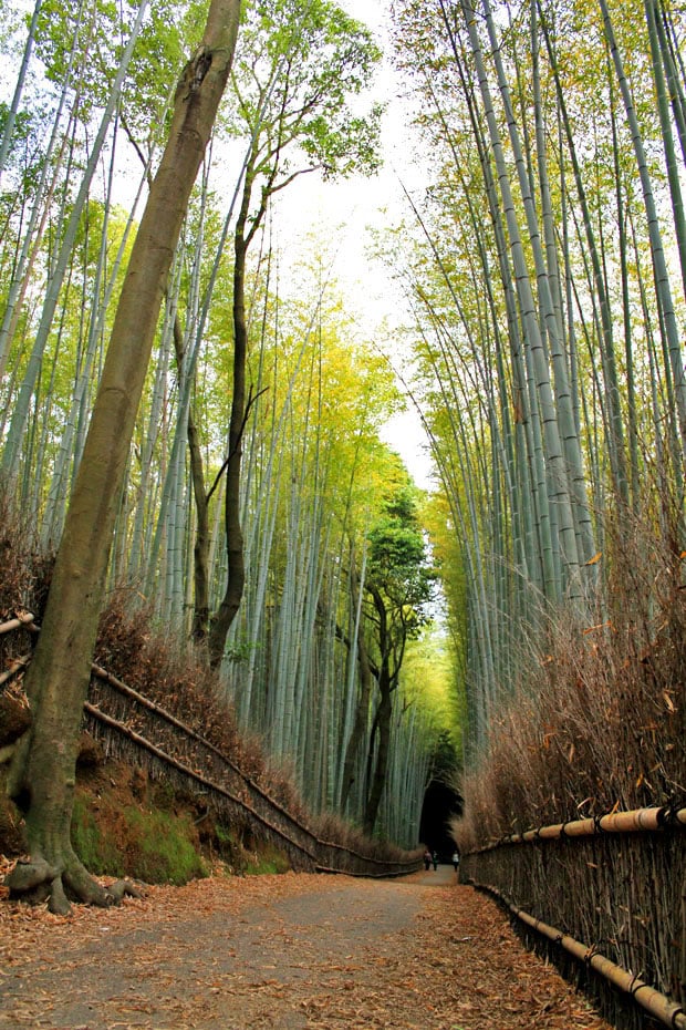 Arashiyama Bamboo Groves