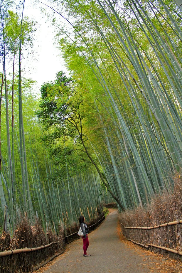 Arashiyama Bamboo Groves