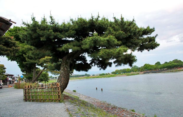 Arashiyama Bamboo Groves