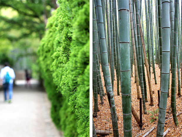 Arashiyama Bamboo Groves